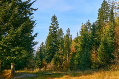 Ekim yeşil ormanlık çalılık, köknar ve çalılarla