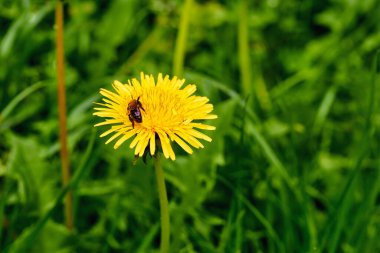 Sarı çiçekli karahindiba ve yeşil çimenlerin arasında arı