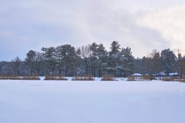 Donmuş göllü bir kış parkında huzur ve sükunet. 