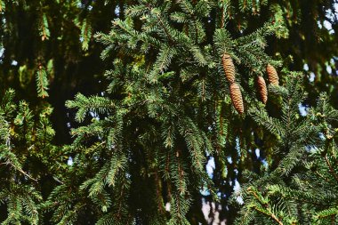 Her zaman yeşil kozalaklı ağaç. Uzun iğne şeklinde yaprakları var..