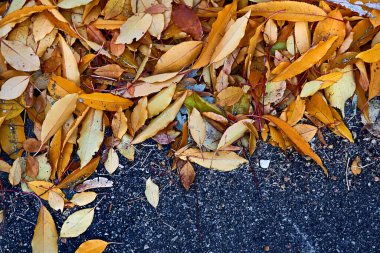 Asfaltta, kaldırımda düşen sonbahar yaprakları.