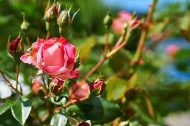 Yeşil bahçesinde tomurcukları olan sevimli kırmızı güller.