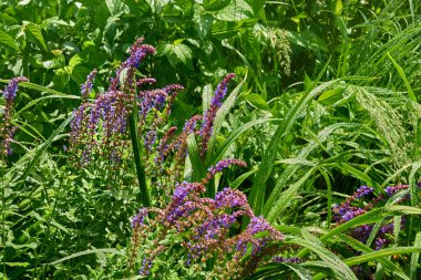 Yaz yağmuru. Yağmur damlaları veya sulama sistemleri, adaçayı.