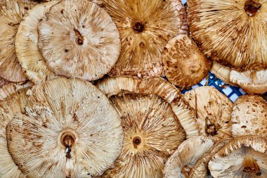 Lezzetli yemekler yapmak için yenilebilir mantar Macrolepiota procera.