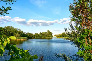 Orman mavisi göl ağaçlar ve sazlıklarla çevrili. Sakin yaz.