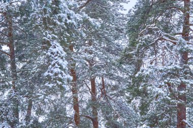 Kış, sonbahardan sonra yılın en soğuk zamanıdır.