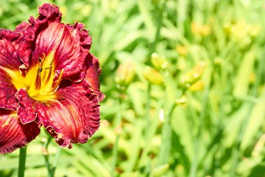 Bahçe işleri için büyük sarı, kırmızı ya da turuncu çiçekler taşıyan bir zambak.