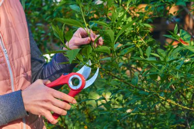 Ağaç dallarını budamak için bahçe makası. Bir şeyleri kesme eylemi