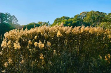 Suyun içinde ya da bataklıkta yetişen çim familyasından uzun, ince yapraklı bir bitki.