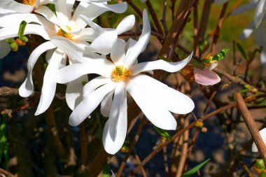 Büyük, tipik kremsi, pembe, balmumu çiçekli bir ağaç ya da çalı. Manolyalar süs ağacı olarak yaygın olarak yetişir.