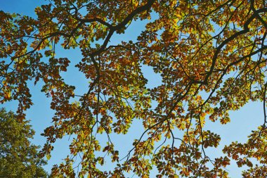 Sonbahar ılıman dört mevsimden biridir. Tropiklerin dışında sonbahar, yazdan kışa geçiş anlamına gelir.