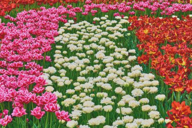 Kabarık renkli çiçekleri olan, zambak familyasının soğan çiçekleri.