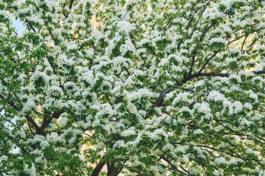 Çeşitli bir çiçek, özellikle güzelliği ve manzarası için yetiştirilmiş bir çiçek.