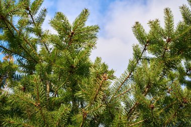 Her zaman yeşil kozalaklı ağaç. Uzun iğne şeklinde yaprakları var..