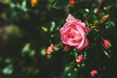 Tipik olarak kırmızı, pembe, sarı ya da beyaz kokulu çiçekler taşıyan dikenli bir çalılık ya da çalılık, kuzey ılıman bölgelere özgü.