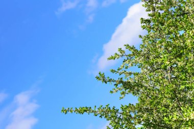 Çeşitli bir çiçek, özellikle güzelliği ve manzarası için yetiştirilmiş bir çiçek.
