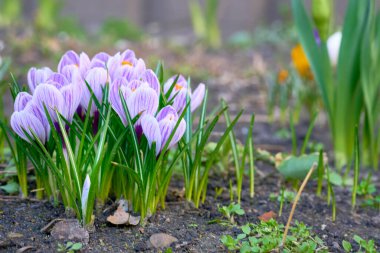 Iridaceae familyasından Saffron familyasından daimi bir bitki türü.