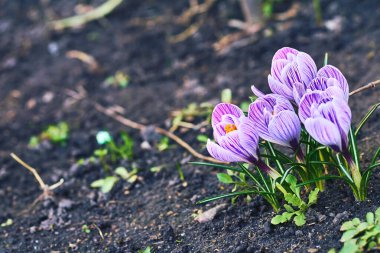 Iridaceae familyasından Saffron familyasından daimi bir bitki türü.