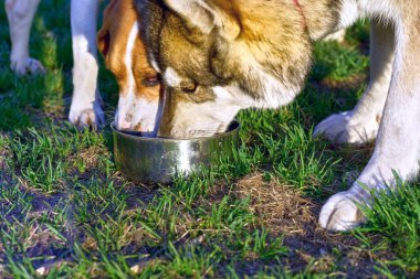 Bir şey içme ihtiyacı hissediyorum. Evcil etobur bir memeli. Genellikle uzun bir burnu ve keskin bir koku duyusu vardır.