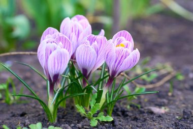 Iridaceae familyasından Saffron familyasından daimi bir bitki türü.