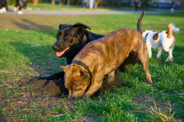 Evcilleştirilmiş etobur bir memeli. Genellikle uzun bir burnu ve keskin bir koku duyusu vardır.
