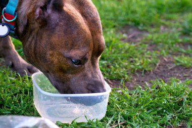 Bir şey içme ihtiyacı hissediyorum. Evcil etobur bir memeli. Genellikle uzun bir burnu ve keskin bir koku duyusu vardır.