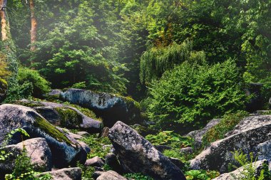 Büyük ölçüde ağaçlarla, çalılıklarla, otlarla ve çiçeklerle kaplı geniş bir alan.