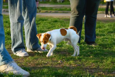 Aslen tilkileri ve diğer oyuk kazan hayvanları yuvalarından çıkarmak için kullanılan küçük bir köpek türü.