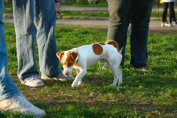 Aslen tilkileri ve diğer oyuk kazan hayvanları yuvalarından çıkarmak için kullanılan küçük bir köpek türü.