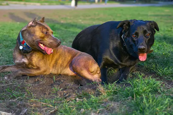 Evcilleştirilmiş etobur bir memeli. Genellikle uzun bir burnu ve keskin bir koku duyusu vardır.