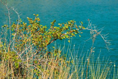 Gül kalçası ya da gül haw ve gül hepatit olarak da adlandırılan gül kalçası, çeşitli gül bitki türlerinin aksesuar meyvesidir.