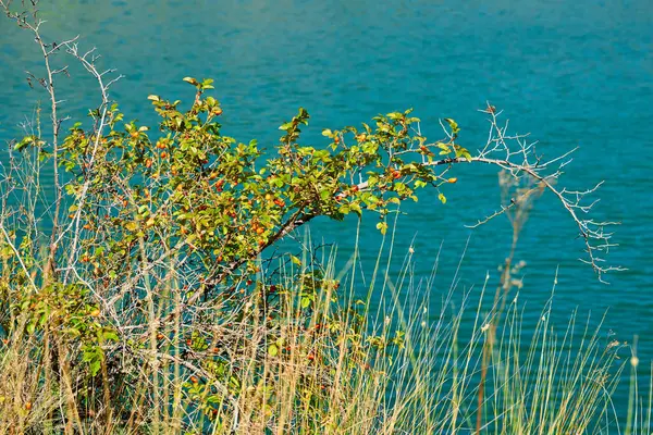 Gül kalçası ya da gül haw ve gül hepatit olarak da adlandırılan gül kalçası, çeşitli gül bitki türlerinin aksesuar meyvesidir.