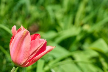 Kabarık renkli çiçekleri olan, zambak familyasının soğan çiçekleri.