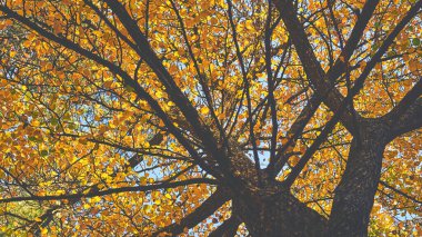 Sonbahar ılıman dört mevsimden biridir. Tropiklerin dışında sonbahar, yazdan kışa geçiş anlamına gelir.