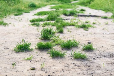 Bitki örtüsü tipik olarak kısa, uzun, dar yapraklı bitkilerden oluşur, yabani veya çimenlerde yetişir.