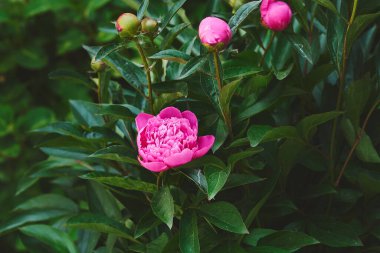 Kuzey ılıman bölgelerde bahçıvanlık ve peyzaj için otçul veya çalılık bir bitki.