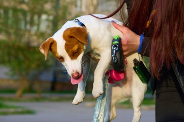 Aslen tilkileri ve diğer oyuk kazan hayvanları yuvalarından çıkarmak için kullanılan küçük bir köpek türü.