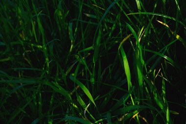 Uzun, dar yapraklı, çimenlik ve otlaklarda yetişen veya yetiştirilen bitkilerden oluşan bitki örtüsü.