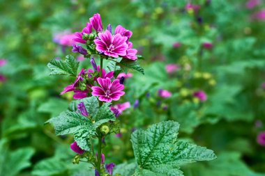 Kıllı sapları, pembe veya mor çiçekleri ve disk şeklinde meyveleri olan bitkisel bir bitki.