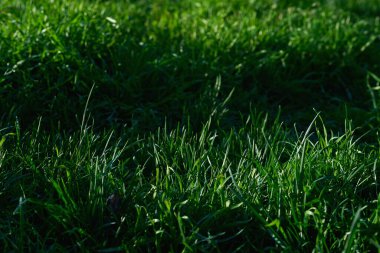 Uzun, dar yapraklı, çimenlik ve otlaklarda yetişen veya yetiştirilen bitkilerden oluşan bitki örtüsü.