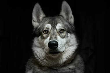 Kıvırcık kuyruklu bir av kızağı köpeği.