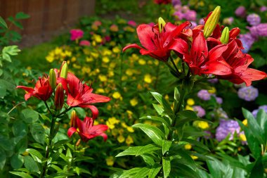 Büyük sarı, kırmızı veya turuncu bahçe çiçekleri taşıyan bir zambak.