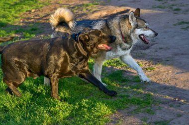 Bir hayvan ya da bitkinin. Çiftleştirme ya da melezleştirmeyle üretilen iki farklı tür, cinsler ya da çeşitler