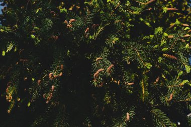 Her zaman yeşil kozalaklı ağaç. Uzun iğne şeklinde yaprakları var..