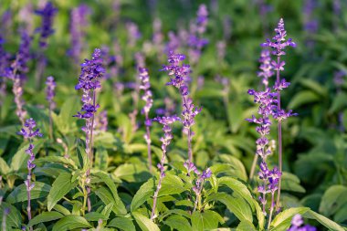 Mavi Salvia çiçekleri Chiang Mai, Tayland 'da bir bahçede çiçek açıyor. Baharda açan mavi çiçek. 