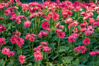 Gerbera flowers blooming in the garden. Gerbera L. is a genus of plants in the Asteraceae. flowers, Thailand.