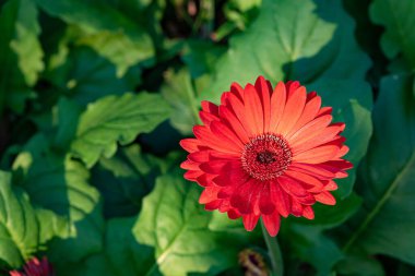 Gerbera flowers blooming in the garden. Gerbera L. is a genus of plants in the Asteraceae. flowers, Thailand.