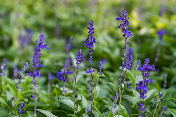 Mavi Salvia çiçekleri Chiang Mai, Tayland 'da bir bahçede çiçek açıyor. Baharda açan mavi çiçek. 