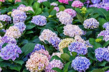 Blooming Hydrangeas flowers in the garden 