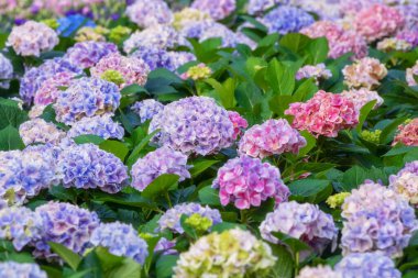 Blooming Hydrangeas flowers in the garden 